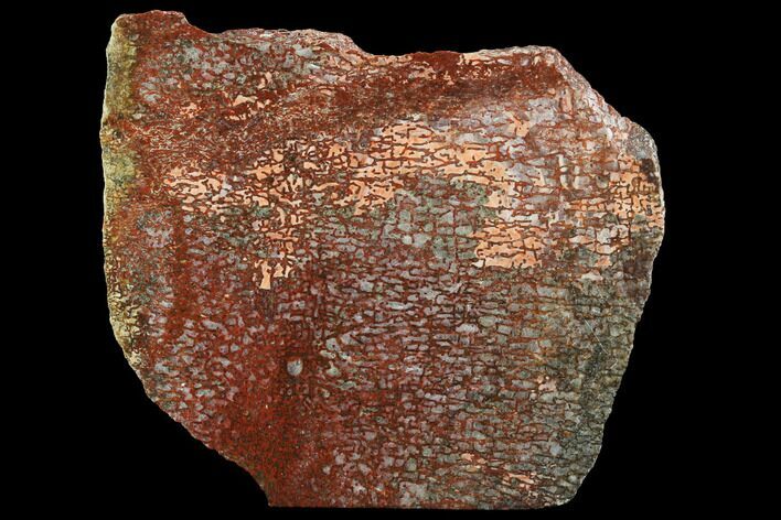 Bright Red, Agatized Dinosaur Bone (Gembone) Slab #94913